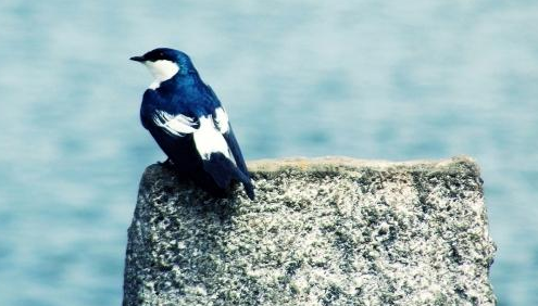 圖片像素對說明書印刷文件有什么影響？